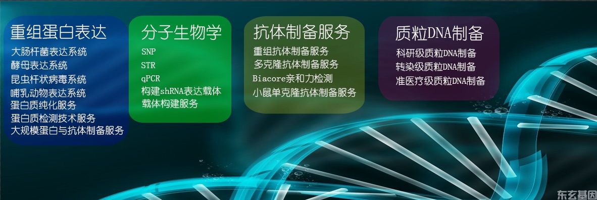 蛋白表达纯化