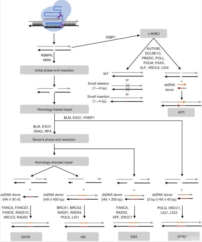 东玄基因推荐文章：CRISPR-cas核酸酶在哺乳动物胚胎基因组编辑中的同源性修复。(图1)