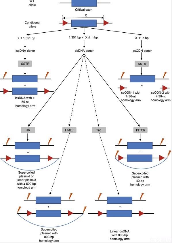 东玄基因推荐文章：CRISPR-cas核酸酶在哺乳动物胚胎基因组编辑中的同源性修复。(图2)