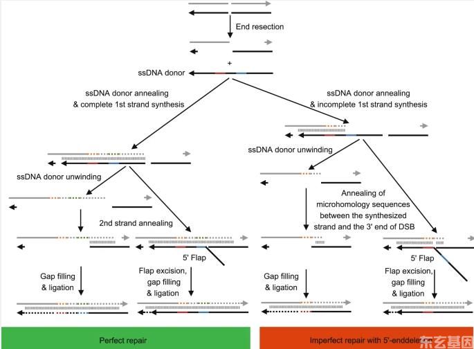 东玄基因推荐文章：CRISPR-cas核酸酶在哺乳动物胚胎基因组编辑中的同源性修复。(图3)