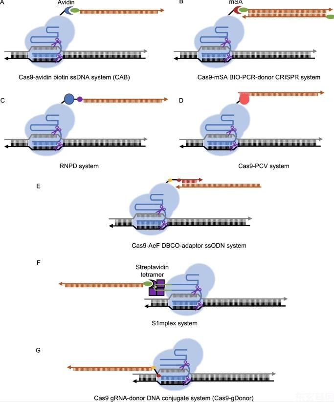 东玄基因推荐文章：CRISPR-cas核酸酶在哺乳动物胚胎基因组编辑中的同源性修复。(图4)