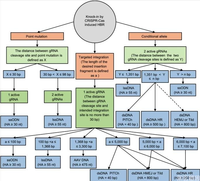 东玄基因推荐文章：CRISPR-cas核酸酶在哺乳动物胚胎基因组编辑中的同源性修复。(图5)