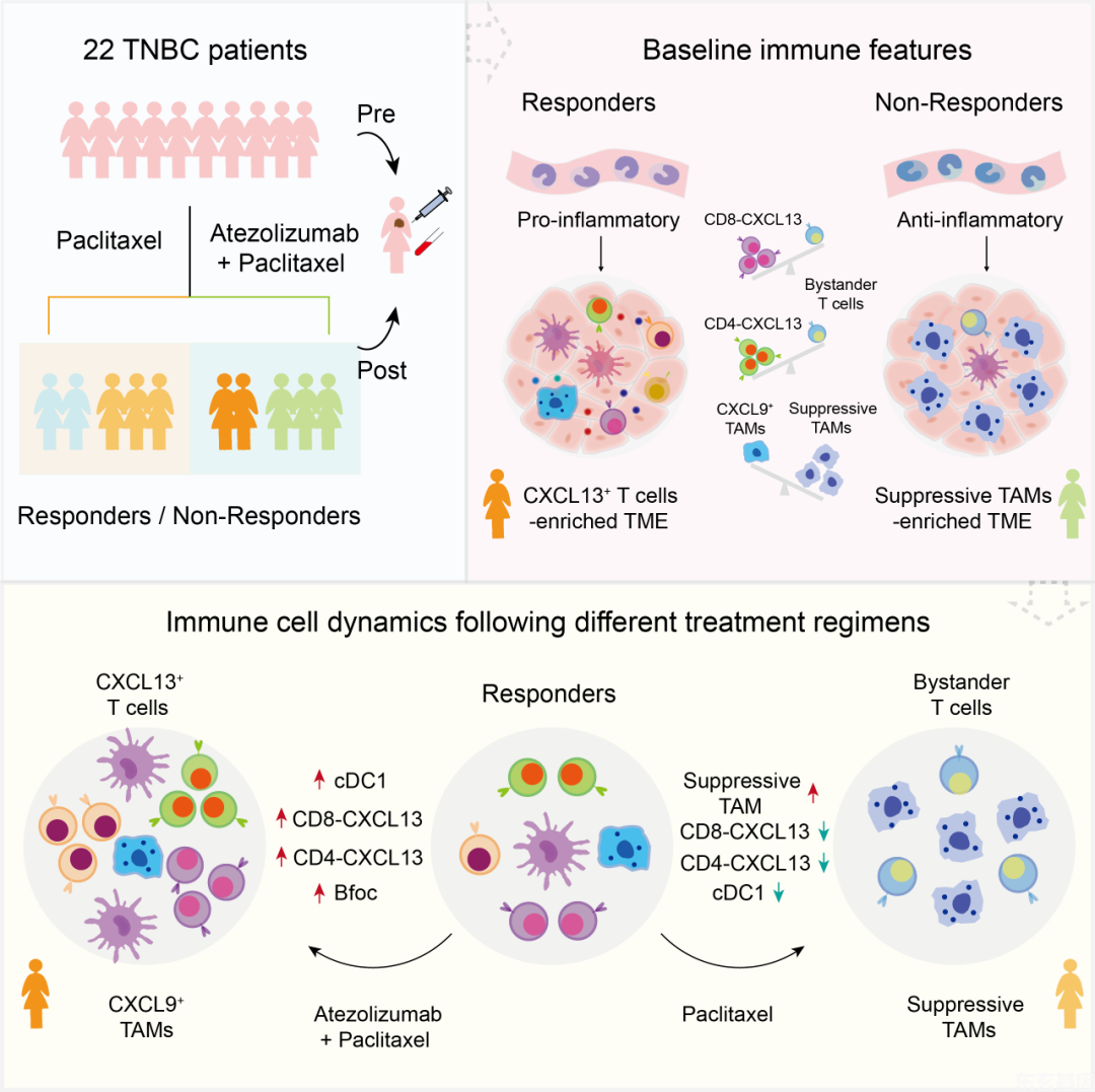 中国科学家揭示anti-PD-L1免疫治疗联合化疗在三阴性乳腺癌中的作用机制。(图2)